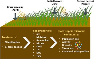 Frontiers | Nitrogen Fertilization And Native C4 Grass Species Alter ...